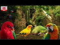 Oiseaux Exotiques -6 heures de chant relaxant- Cascade, Se détendre et dormir