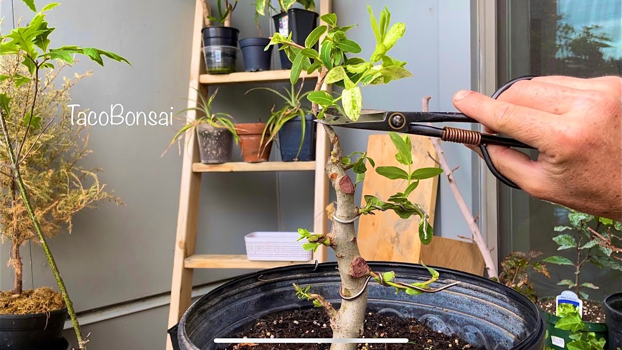 Dappled Willow Taco Bonsai May Of 23 YouTube dappled-willow-taco-bonsai-may-of-23-youtube