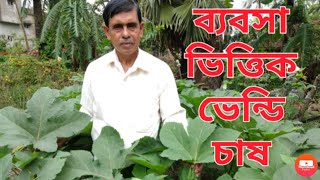 Ladies finger cultivation for business purpose||ব্যবসাভিত্তিক ঢেঁড়স চাষ||vendi chas||dheros