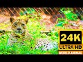 8 k best bird and animals24 k world animalworld tv