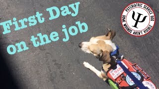 SERVICE DOGS FIRST TRAINING SESSION IN PUBLIC PLACE