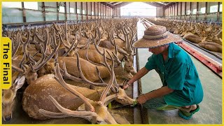 How Farmer Dehorn All Deer and Earn 10 Million Dollars | Food Processing Machines