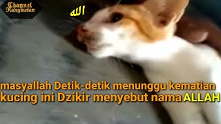 kucing dzikir detik-detik sakaratul maut