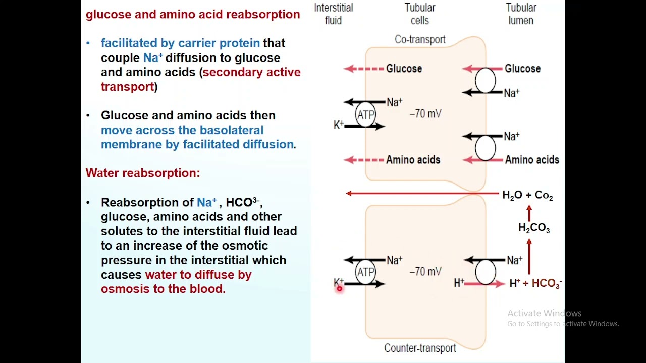 Physiology 2 - lec.2