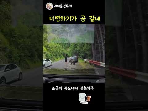 곰을 만났을때 죽은척 하면 진짜 살수 있을까? thumbnail
