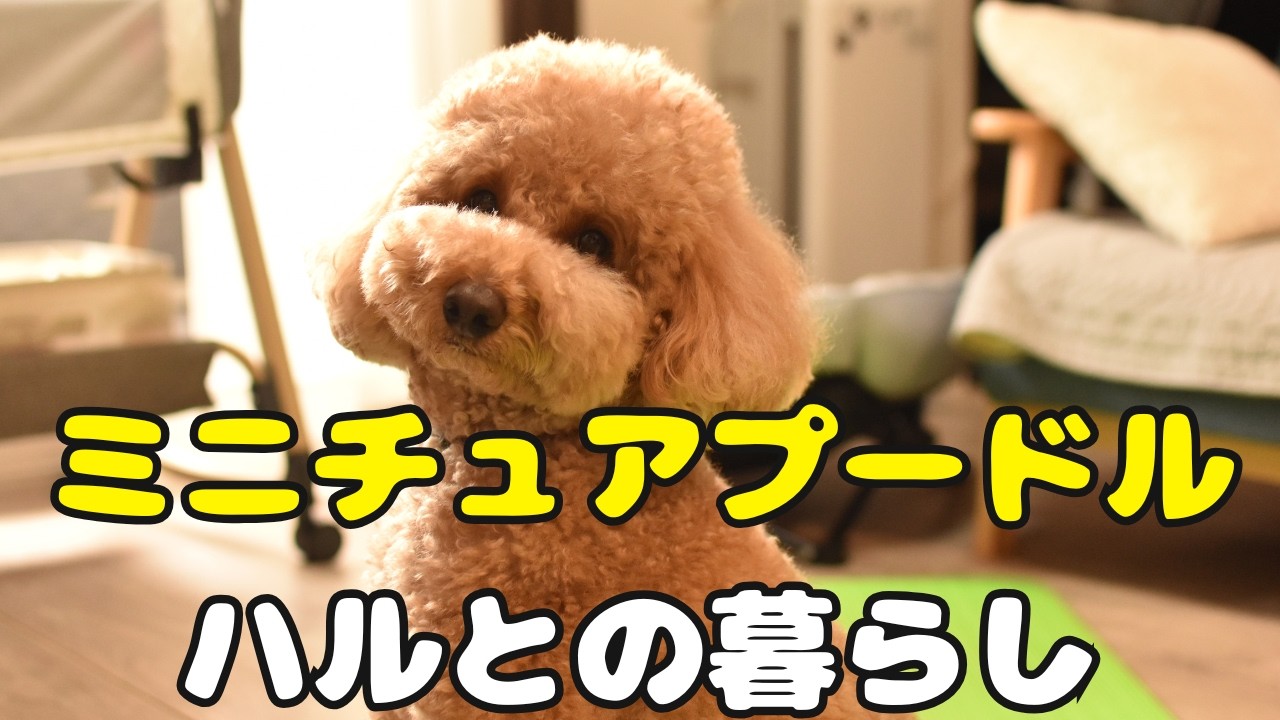 ミニチュアプードル　ハルとの暮らし