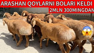 : ARASHAN QOYLARNI BOLARI KELDI VA XISSORI YIRIK NARXLAR ARZON BO'LDI