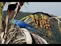 SAVE THE BLUE MACAWS OF SOUTH AMERICA!