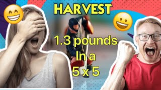 2024 INDOOR GROW AC INFINITY 5x5 Final Episode Week 8 - 9 of Flower and Harvest Weigh In