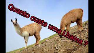 Nao Acredito No Valor Desse Animal...lhama.... Inscreva No Canal