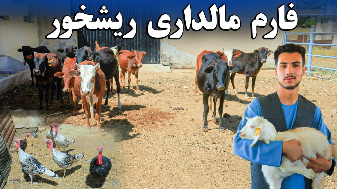 گزارش از فارم تحقیقاتی مالداری ریشخور