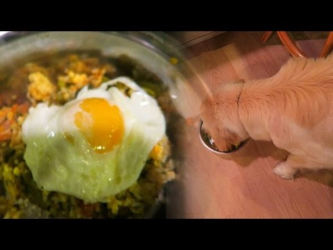 making-high-quality-homemade-dog-meals!-(super-cooper-sunday-#32)