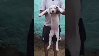 pakistani bully female for sale blodd line King tiger x Luna d/ Jogi s/ imp Pappu powerfull best dog