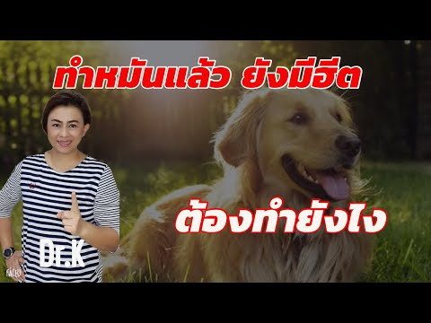 ทำหมันแล้ว น้องยังติดสัด ยังมีฮีต ต้องทำยังไง