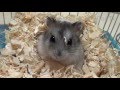 Хомяк Джунгарский (Джунгарик). Jungar hamster