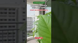 Every Singapore corner deserves a little green. 🌿🏡