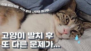 고양이 발치 수술 후 회복과정 |  고양이 브이로그 by 전자 고양이 솜뭉치 666 views 9 months ago 8 minutes, 16 seconds