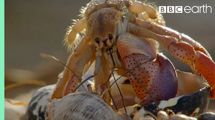 Crabs Trade Shells in the Strangest Way | BBC Earth - DayDayNews