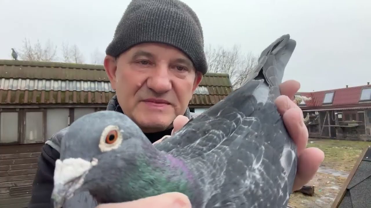 Gołębie Janssen Merx, Kruger ciemny z Niemiec do rozpłodu 513016809 Artur Pawelec