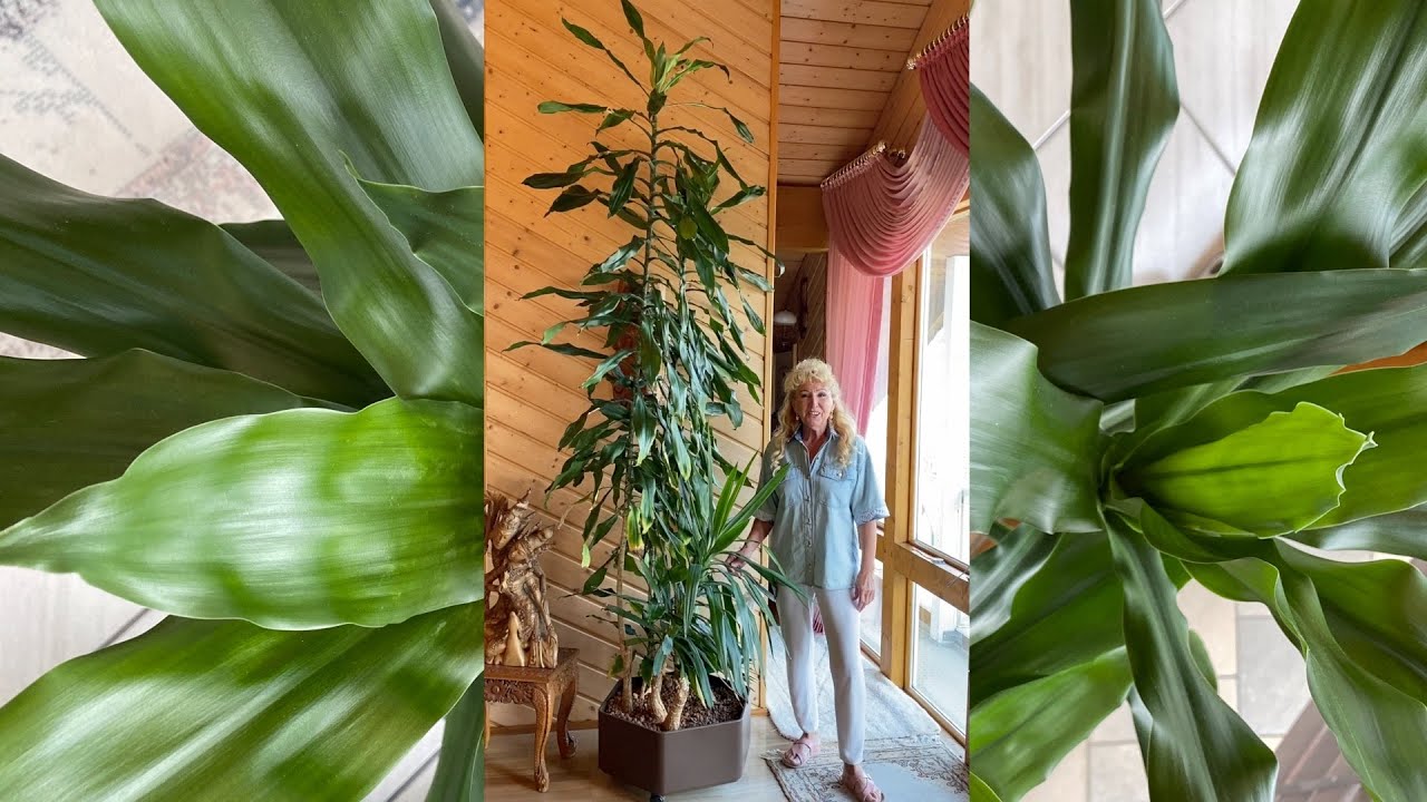 Viele Ableger aus 3 m groem Yucca-Drachenbaum so einfach ist das - Lilo  Siegel