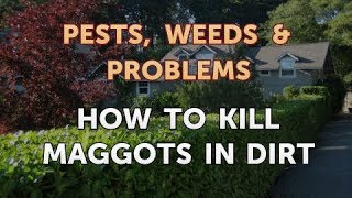 How to Kill Maggots in Dirt