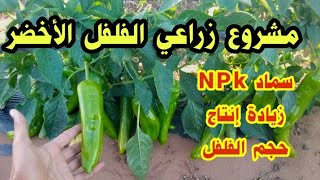 زراعة الفلفل الأخضر تحجيم ثمار الفلفل زيادة إنتاج الخضروات سماد NPk