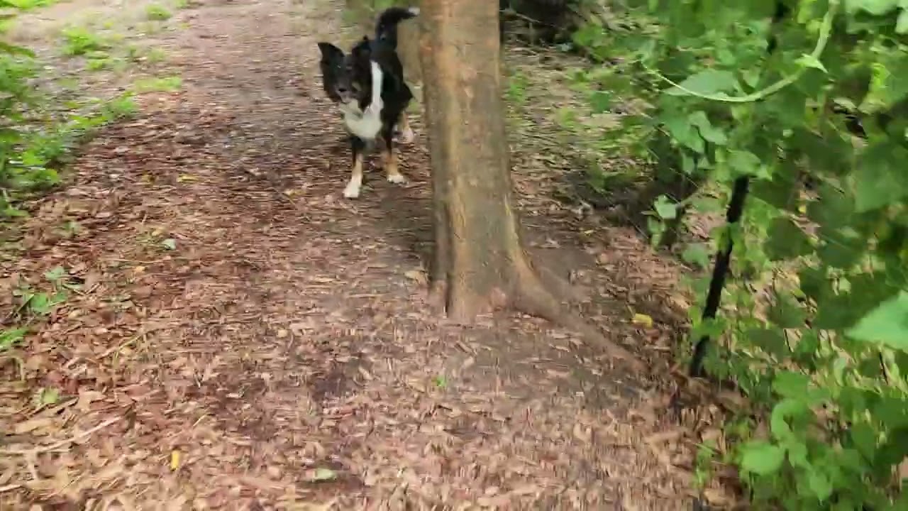 Running Around In the Yard.