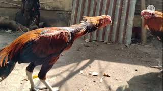 Day -1 To 10 Month Kattu Seval