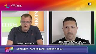 ΜΕΔΟΥΣΕΣ   ΛΑΓΟΚΕΦΑΛΟΙ   ΚΑΡΧΑΡΙΟΕΙΔΗ ΚΛΑΟΥΔΑΤΟΣ ΔΗΜΗΤΡΗΣ 10 09 2026