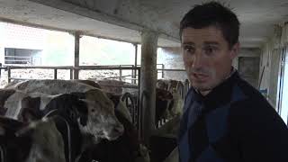 Loznički Tovljač Bikova