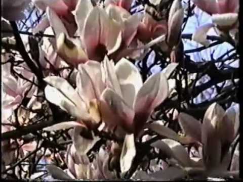 Video: Magnolia Cobus (25 Fotografij): Opis, Sajenje In Nega. Kako Drevo Cveti? Zimska Odpornost, Bolezni In škodljivci