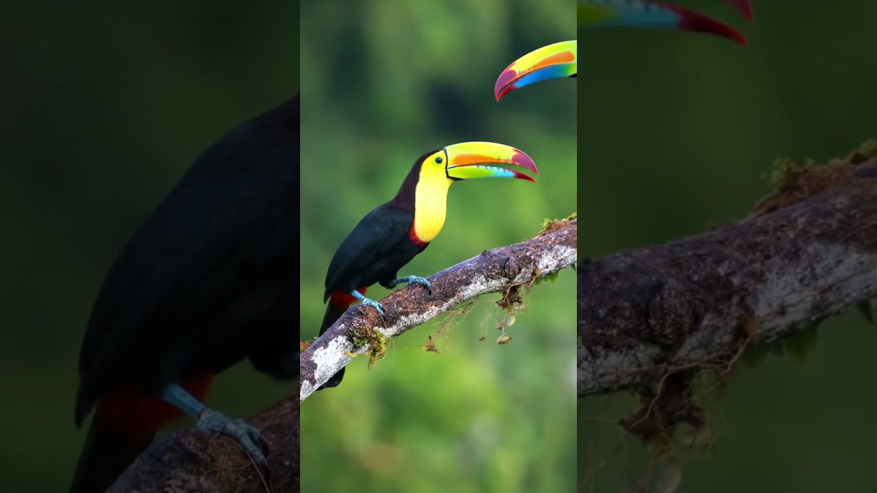 Keel-billed Toucan Bird Sounds 4K — Incredible Frog-Like Croak Up Close | Toucan Calls