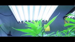 New Grow montage episode (OLD VIDEO 2012)