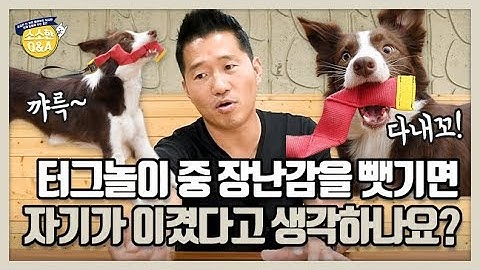 [Eng sub] 터그놀이 중 장난감을 뺏기면 자기가 이겼다고 생각하나요?｜강형욱의 소소한 Q&A