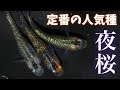 【定番の人気種】夜桜ってどんなメダカ？作出当初から改良が止まらない魅惑のメダカ！？