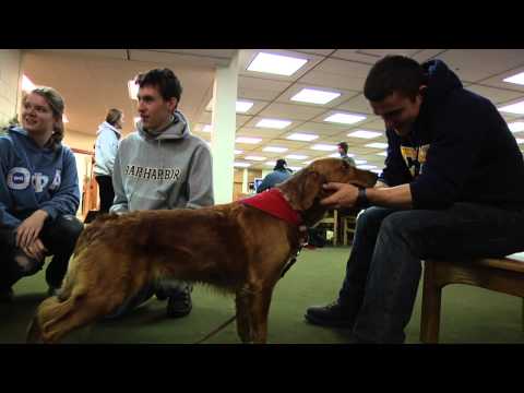 Video: Ar pabrėžta finalų savaitės metu? Kaip apie gydymo šunį mokykloje!