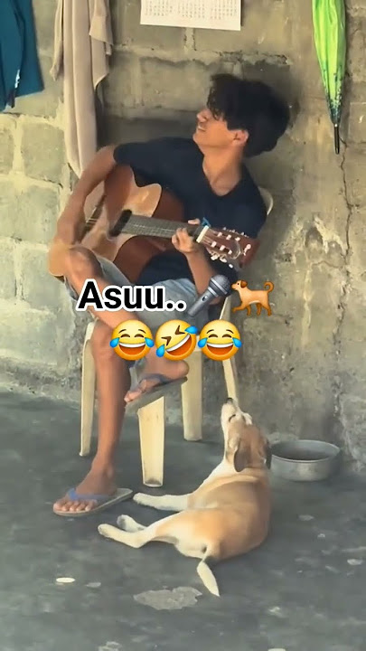 Dinggo Anjing Bernyanyi Papua ‼️