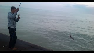Sensasi Strike - Mancing Sembilang Besar