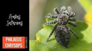 Arañas Saltarinas - Philaeus chrysops