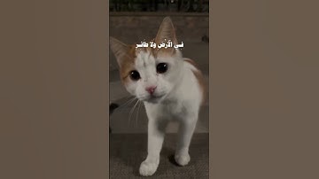[سورة الأنعام:38]