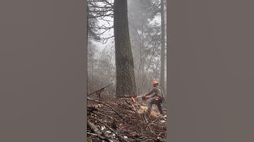 #TreeCutting #ChainsawSkills #LoggingLife #ForestryWork #Timber
