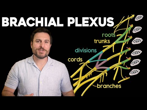 Vidéo: Qu'est-ce qu'un branchial ?