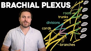 The Brachial Plexus, Explained | Corporis