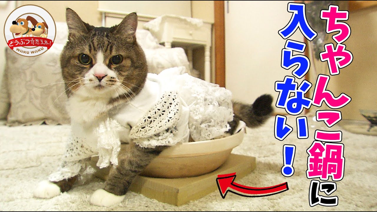 伝説の巨体ネコ】ぴやくんが入りたくなる容器を探す『ネコ鍋チャレンジ