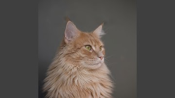 Phenomenal Moods for Mysterious Cat Behavior