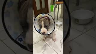 Betty Has Her Ears Cropped Bit.ly32F9Myt