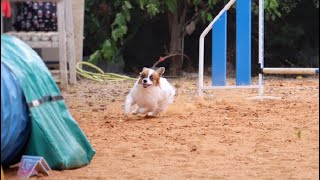 Agility training papillon Sheryl