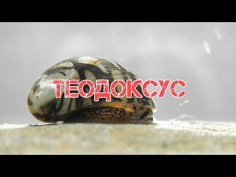 ТЕОДОКСУС- САМАЯ ПОЛЕЗНАЯ УЛИТКА В АКВАРИУМЕ.
