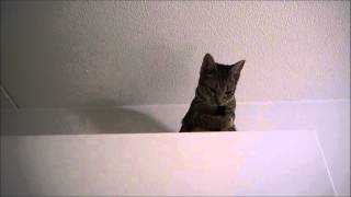 Zelda the Ocicat likes high places by Bascule666 377 views 8 years ago 1 minute, 3 seconds