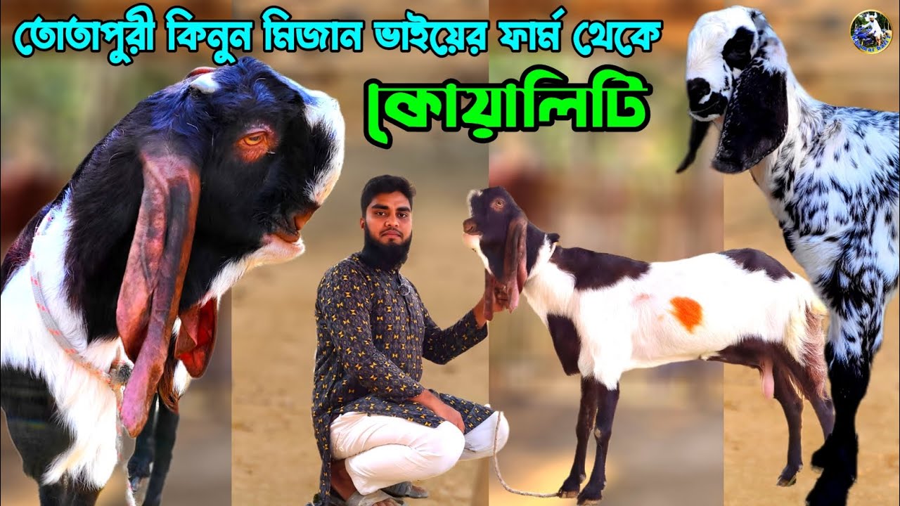 👉👉সামি গড তোতাপুরী ও উন্নত  জাতের ছাগল কিনুন মিজান ভাইয়ের ফার্ম থেকে ঔষধিগ্রাম 💥